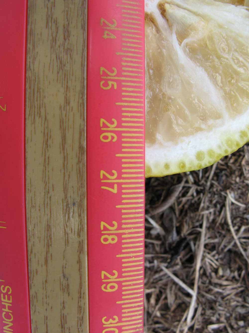            Fruit cross-section (Winter Haven, FL)   